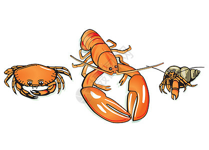 螃蟹和龙虾贝类食物海鲜红色烹饪美食海洋图片