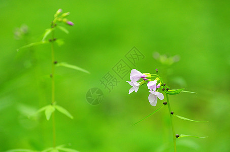 春花公园森林植物群蓝色花瓣阴影毛茛宏观植物花园图片