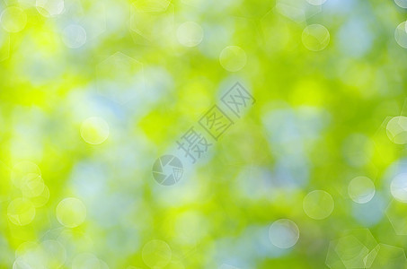 自然背景森林水平植物生态阳光日光季节树叶白色叶子图片
