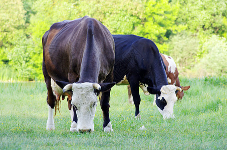 奶牛黑色奶制品牧场场地动物土地农场牛肉白色哺乳动物图片