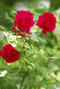 红玫瑰植物飞沫玫瑰水分环境花瓣生长宏观叶子液体图片