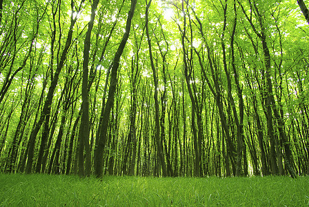 森林叶子宏观植物生长绿色环境树叶树木图片