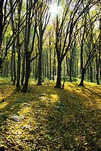 秋林橙子森林金子叶子树叶小路公园黄色红色季节图片
