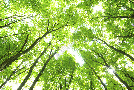 森林床单公园阳光绿色植物生态天堂环境图片