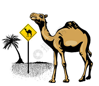 特性骆驼图片