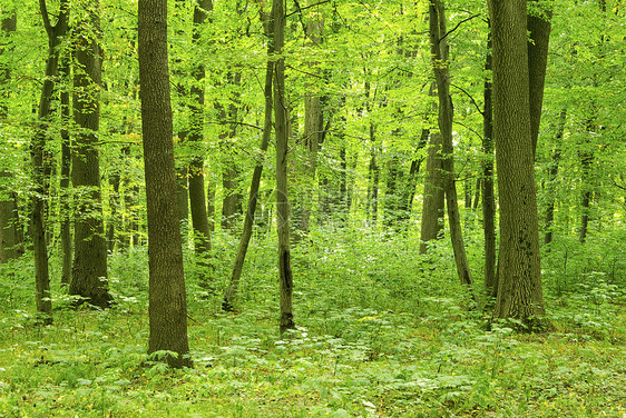森林绿色植物公园床单生态天堂环境阳光图片