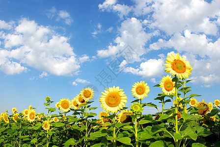 向向向外字段植物农场种植园蓝色文化场景黄色草地地球场地图片