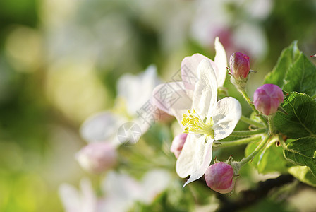 樱花花白色花瓣季节性绿色图片