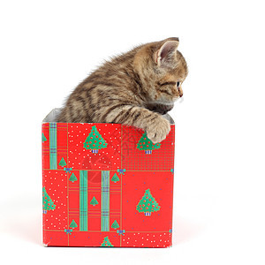 礼品盒中的猫盒子动物展示爪子星星生日惊喜小猫孩子猫科图片