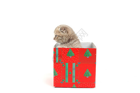 礼品盒中的猫星星小猫动物惊喜展示生日家庭爪子宠物毛皮图片
