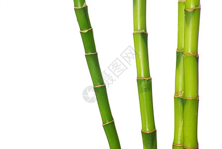 竹子植物活力生长花园丛林运气白色叶子园艺环境图片