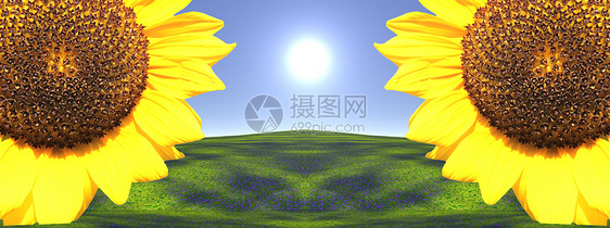 太阳动力天空花瓣蓝色圆圈植物学畜牧业晴天植物植物群向日葵图片