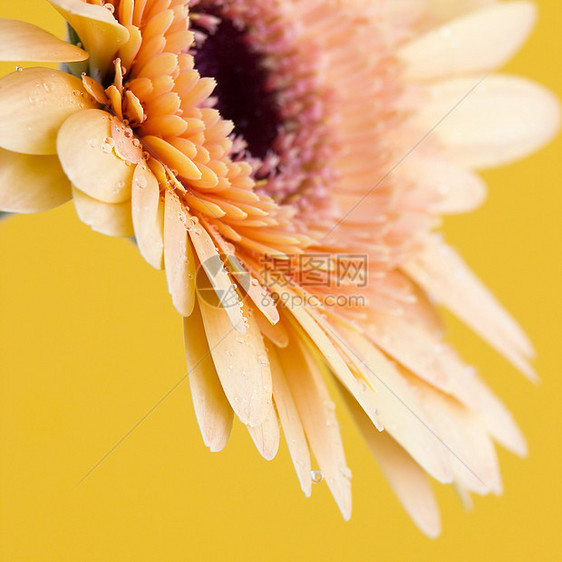 橙色热贝拉菊花花粉生长雏菊花瓣黄色花冠白色花园红色橙子图片