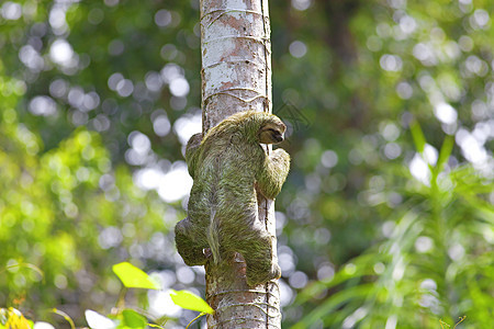 一个三趾洞毛皮国家丛林脚趾野生动物濒危热带森林运动树懒图片