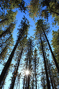 带太阳的松树二氧化碳阳光空气生态树干森林天空松果环境碳汇图片
