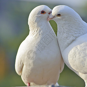 两只可爱的白鸽图片