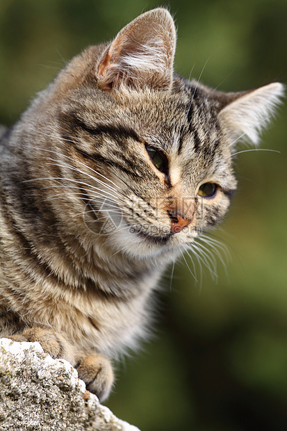 以自然背景为背景的家猫近视肖像头发猫科胡须浣熊动物鼻子胡子虎斑宠物注意力图片