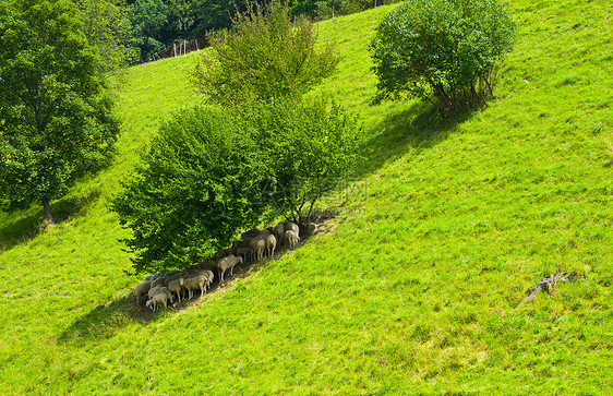 牧场羊动物爬坡畜栏哺乳动物国家牧场草地季节家畜内存图片