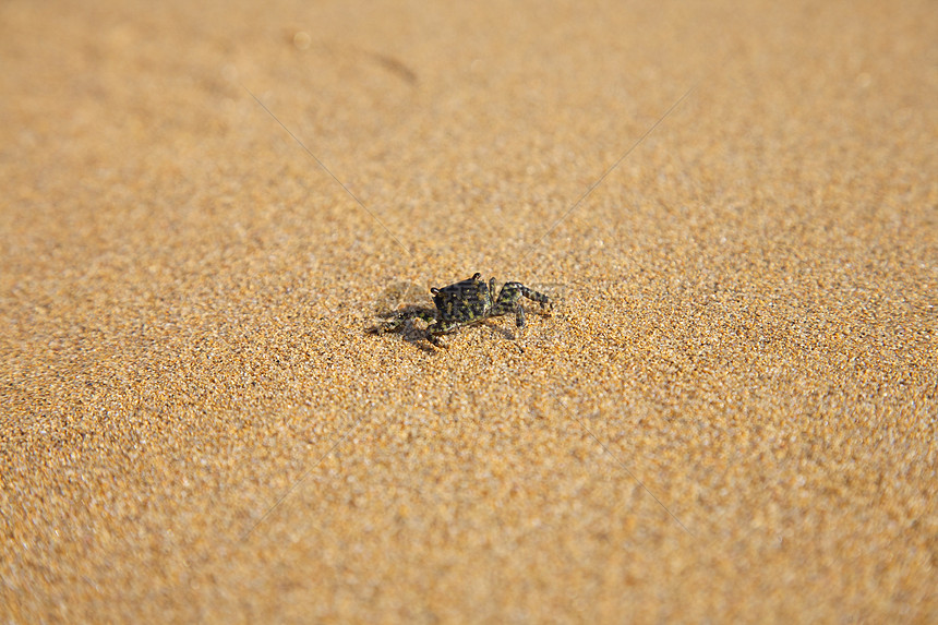 小螃蟹在沙滩上行走图片