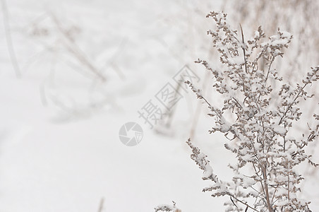 冻结的冬季冷冻植物蓝色宏观天气衬套雪花白色植物群环境雾凇水晶图片