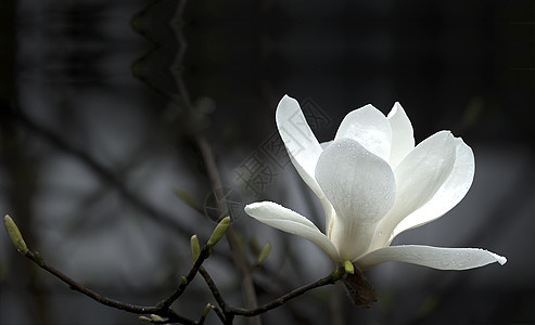 木兰花花花卉植物太阳玉兰图案摄影白色花园花瓣压痛图片