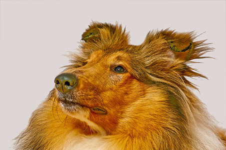 美国纯种的山羊狗小狗犬类哺乳动物恋人红色头发毛皮长发血统牧羊人图片