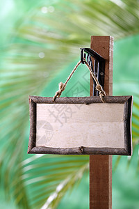 信息媒介媒体选择性焦点横幅木柱绿色标志棕榈背景图片