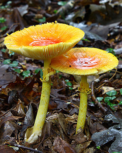 蘑菇棕褐色食物菌类菌目植物湿气地面橙子食用菌生长图片