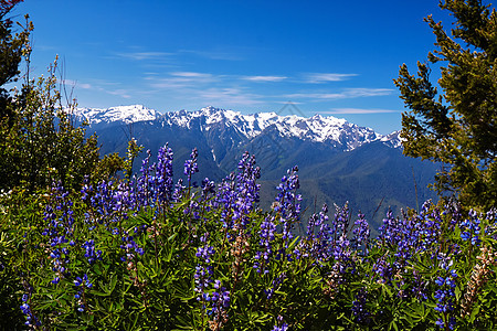 飓风脊野花荒野花朵风景顶峰高地天空海拔草地爬坡图片