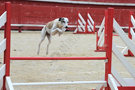 跳跃杂偶动物宠物训练犬类竞赛运动小狗棕色图片