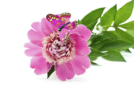皮花花植物蝴蝶紫色花瓣牡丹白色香味图片