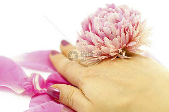 手与花白色花瓣健康牡丹植物温泉紫色香味图片