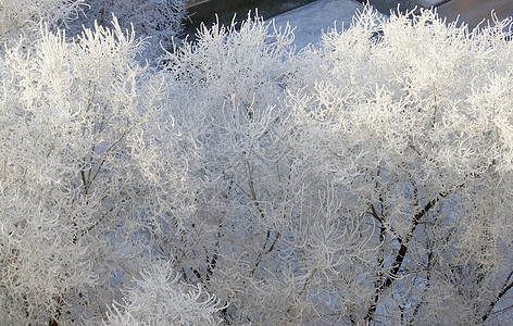 白雪覆盖的树白色晴天城市背景图片