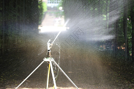 公园的喷水器生长花园途径太阳小路洒水器树篱园艺绿色植物图片