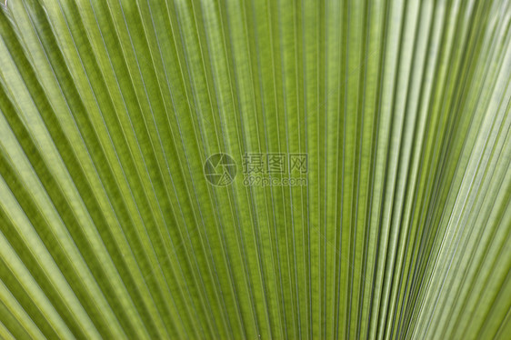 棕榈树棕榈热带生活宏观植物森林衬套卷曲曲线静脉图片