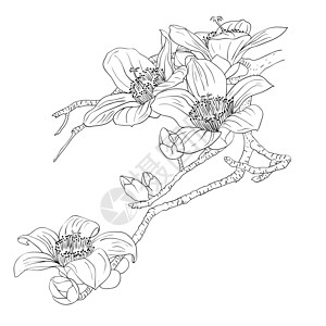 浅背景下的鲜嫩花朵花兰花兰花传统卡片绘画插图植物问候语蝴蝶玫瑰花束图片