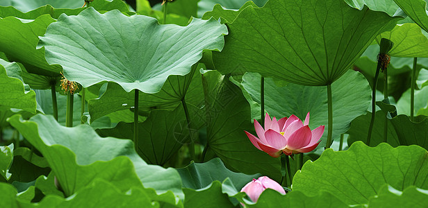 莲花花池塘花卉花瓣粉色花园太阳摄影图案树叶喜悦图片