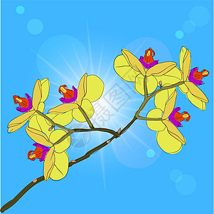 树枝开花的兰花在背景上卡片邀请函绘画叶子蝴蝶插图传统奢华花束玫瑰图片