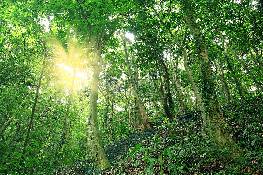 森林中的树木风景荒野旅行阳光场景公园太阳小路日落土地图片
