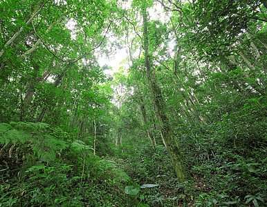 春天的树林太阳旅行远足晴天山毛榉公园分支机构荒野风景小路图片