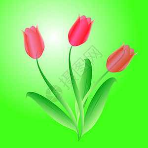三朵美丽的郁金香的矢量花束插图绘画植物玫瑰卷曲热带花瓣艺术品生长叶子图片