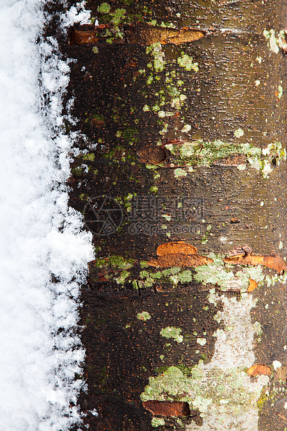 冬天的树木与雪雪一道在寒冬摇树生态天气环境下雪苔藓树干主色棕色季节地衣图片