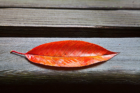 独自一人fall Leaf长椅长凳生态木头植物叶子季节花洒环境建筑学图片