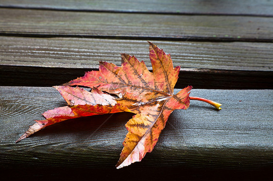 独自一人fall Leaf树叶季节雨量木头叶子暴雨枫树淋浴长凳天气图片