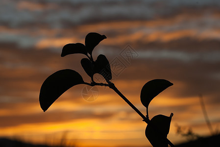 树枝影森林太阳晴天黄色孤独日落橡木植物图片