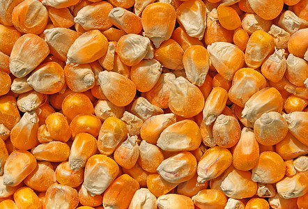 玉米种子作为背景封闭核心植物罐头蔬菜宏观生产地毯小吃食物农场图片
