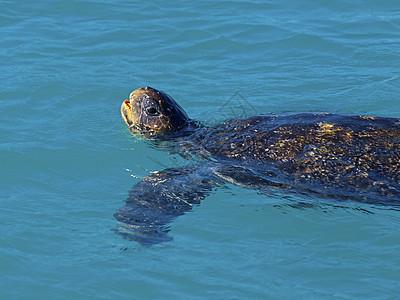 绿海龟威胁乌龟呼吸岛屿绿色配种游泳游戏野生动物濒危图片