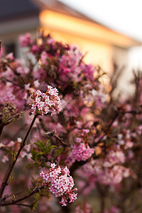 春季春天季节花瓣生长植物群植物绿色花园园艺图片