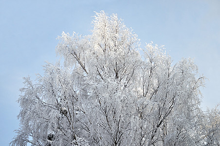 白雪覆盖的树木头季节树林枝条天气国家森林风景图片