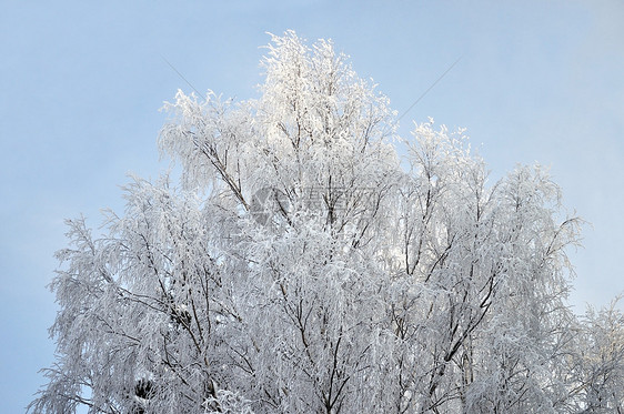 白雪覆盖的树木头季节树林枝条天气国家森林风景图片